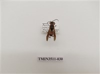 藏品(日本長腳蜂)的圖片